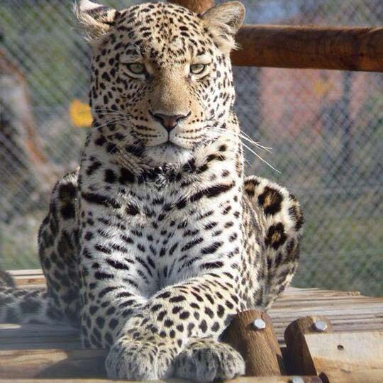 lovely zorro panthera africa